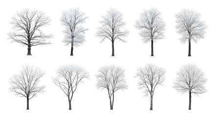 Obraz premium twelve distinct leafless deciduous trees, heavily covered in crystalline white hoarfrost, isolated against a pristine studio background, structural beauty of winter dormancy atmosphere