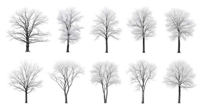 twelve distinct leafless deciduous trees, heavily covered in crystalline white hoarfrost, isolated against a pristine studio background, structural beauty of winter dormancy atmosphere