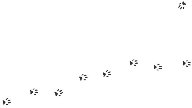 Animation of the gray silhouette of the footprints of a Lynx. Trajectories that follow the path of movement. Animation of Lynx paw prints on a white background. 