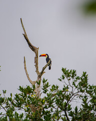 Fototapeta premium Toucan