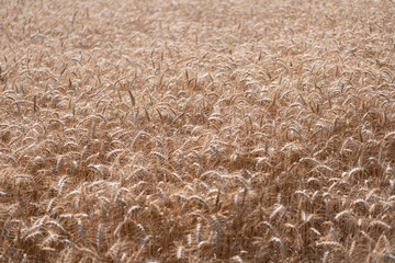 Naklejka premium Crop harvest. Harvesting corn in autumn. Agricultural wheat field during harvest time. Countryside crop. Harvesting at crop field. Ripe barley agriculture. Harvest at field