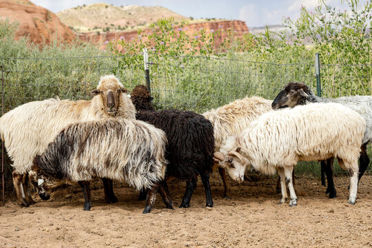 Flock of sheep on Navajo Nation