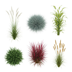Obraz premium six ornamental grasses, featuring slender plumes and deep red, variegated foliage, meticulously arranged in a clean, organized flat lay on a white background, emphasizing botanical diversity concept
