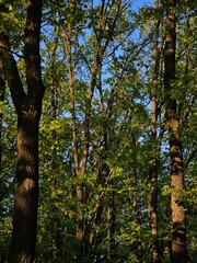 Fototapeta premium trees in autumn