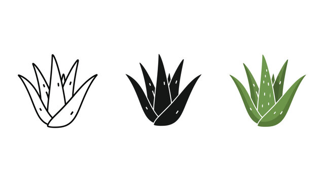 three agave plants growth stages flat design vector illustration