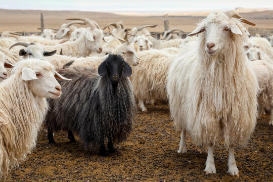 Navajo Churro sheep flock in desert corral
