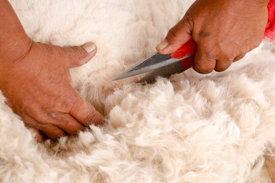 Hands shearing wool from sheep by hand
