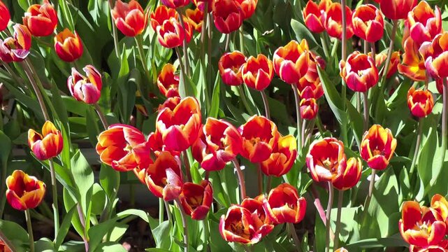 Vibrant Field of Red and Yellow Bicolor Tulips in Full Bloom During Springtime