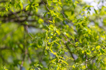 Fototapeta premium Close nature detail. Delicate plant structures illuminated clearly. Focused view of tiny leaves and branches. Intimate exploration of plant veins with sharp clarity and depth