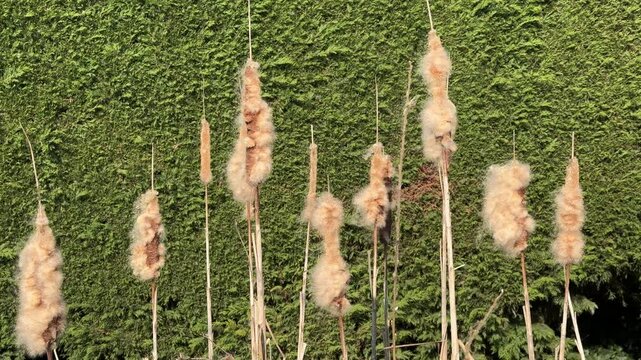 Fluffy cattail reeds growing beside evergreen hedge