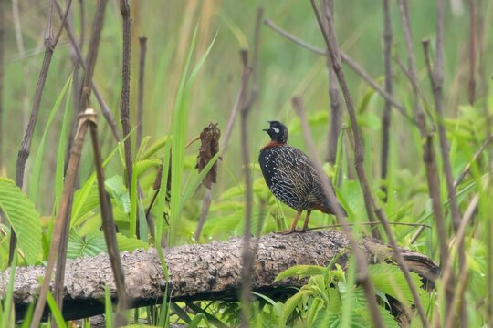 Black Francolin standing on fallen log in Manas National Park, Assam, India