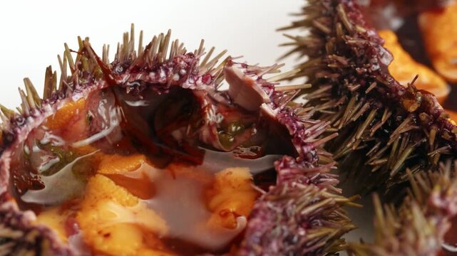 Seafood Closeup view of fresh sea urchins, Pseudechinus magellanicus, in a white bowl. Chef opening japanese uni, raw bar crudo delicatessen 