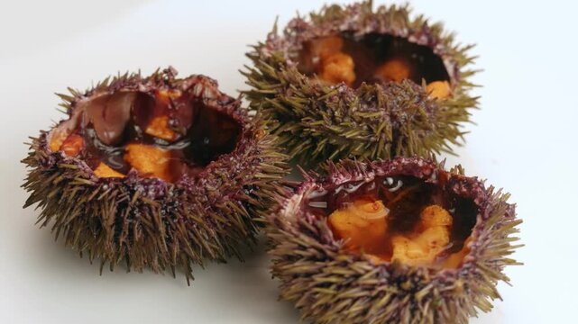 Seafood Closeup view of fresh sea urchins, Pseudechinus magellanicus, in a white bowl. Chef opening japanese uni, raw bar crudo delicatessen 