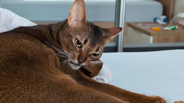 Brown Abyssinian cat grooming itself on bed indoors, kitten is gnawing its claws and licks its paw, pet grooming behavior, cute calm moment, natural animal care, cozy domestic scene.