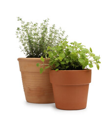 Obraz premium Different aromatic herbs in pots isolated on white