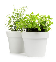Fototapeta premium Different aromatic herbs in pots isolated on white