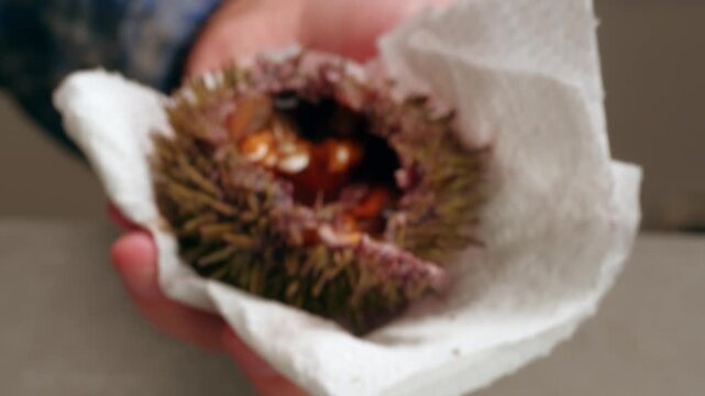Seafood Closeup view of fresh sea urchins, Pseudechinus magellanicus, in a white bowl. Chef opening japanese uni, raw bar crudo delicatessen 