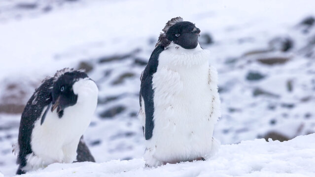 Two penguins standing on a snowy ground, appearing to be in the process of molting their feathers, with a soft blurred background