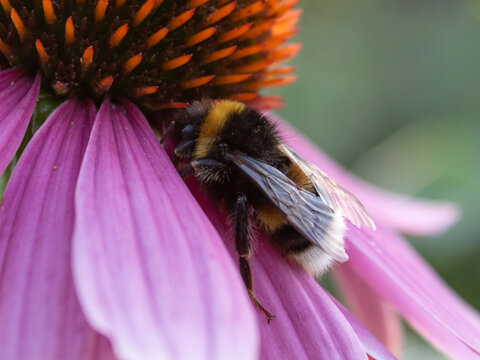 Close up of bumblebee on purple echinacea flower in summer garden