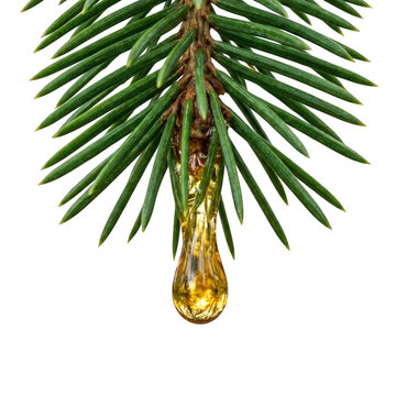 Pine tree resin droplet closeup.