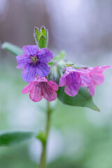 Fototapeta premium Pulmonaria officinalis in the forest in spring