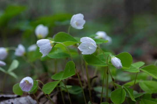wood sorrel (Oxalis acetosella)