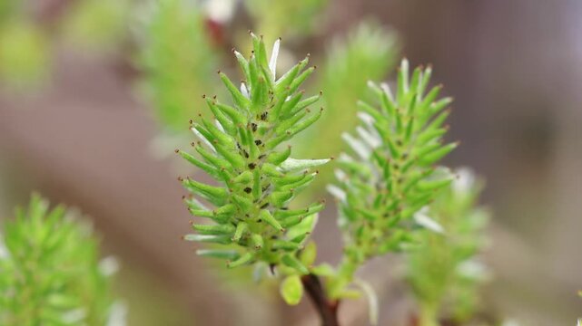 Green plant buds emerging from branches, showcasing the growth process in a natural setting with blurred background elements enhancing the focus on new foliage