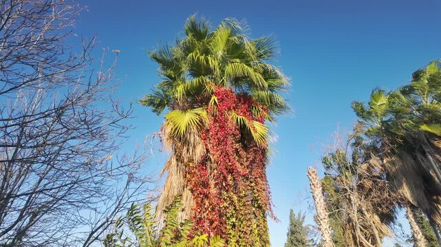 Unusual contrast of tropical palm tree and red parthenocissus creeper foliage on sunny day in Antalya Turkey.
