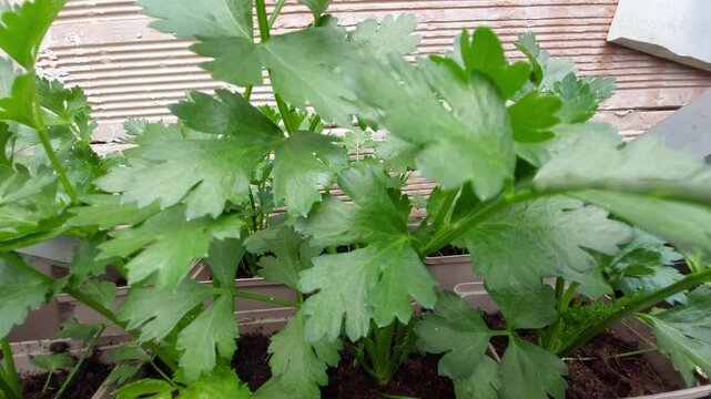 Young celery plants growing in pots close up