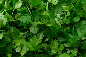 Close up of green parsley background. Fresh parsley leaves backdrop rotating. Organic cultivation. full frame of green parsley leaves spinning in close-up. Ingredients for cooking food. Beauty shot. © Marina Demidiuk