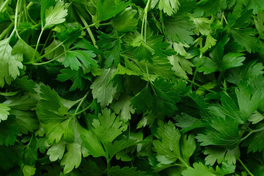Close up of green parsley background. Fresh parsley leaves backdrop rotating. Organic cultivation. full frame of green parsley leaves spinning in close-up. Ingredients for cooking food. Beauty shot.