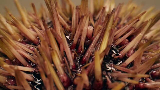 Seafood Closeup view of fresh sea urchins, Pseudechinus magellanicus, in a white bowl. Chef opening japanese uni, raw bar crudo delicatessen 