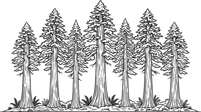redwood tree line art silhouette vector illustration set