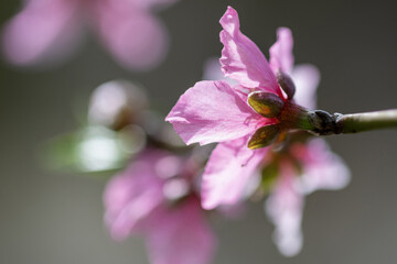 Gros plan sur des fleurs d'amandier © PPJ