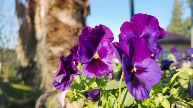 Cluster of vibrant purple pansy flowers blooming with backlit petals in public park flowerbed in Antalya.