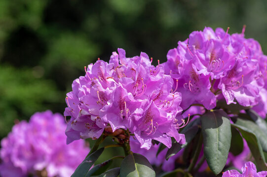 Azalea japonica blue jay purple white spotted bunch of flowers in bloom, beautiful flowering plant branches