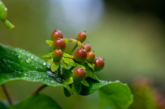 Hypericum androsaemum tutsan bright yellow flowers in bloom, ornamental flowering petal garden plant