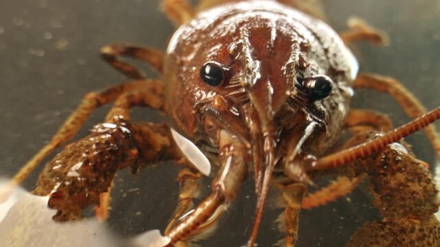 Boiled European crayfish Astacus astacus river seafood freshwater cooked crustacean, noble crayfish, or broad-fingered crayfish, traditional food source.
