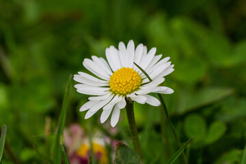 Fototapeta premium Field of white daisy flowers blooming abundantly in an outdoor meadow during the spring season