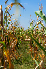 Obraz premium Corn field. Cereals for bakery in autumn