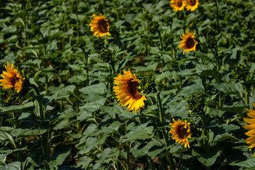 Fototapeta premium Sunflower field. Agriculture, sunflower seeds growing concept