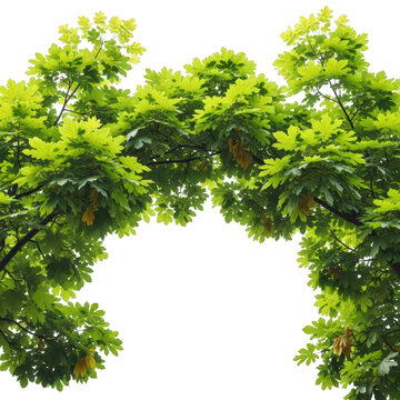 Fresh vibrant green maple leaves and branches arch frame