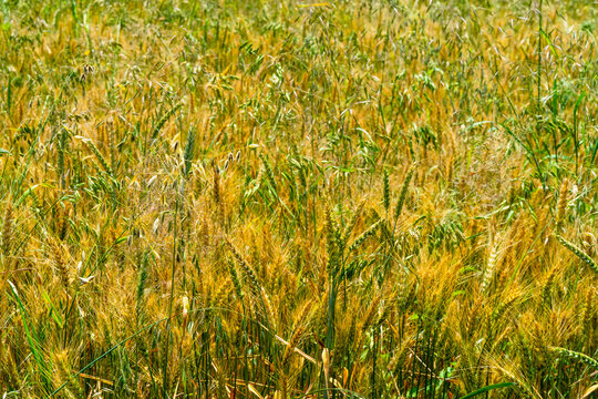 Wheat field. Cereals for bakery
