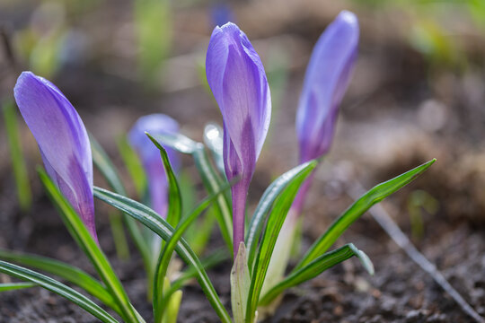 Blooming spring hopes. Purple crocus buds matures early. Gentle sunlight reveals new garden growth. Dewkissed blossoms emerge as dawn softly brightens surroundings