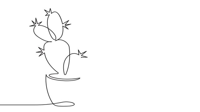 Cactus plant in a simple line drawing animation video on a white background.