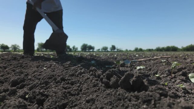 Removing weeds in a young cotton field manually with a hoe