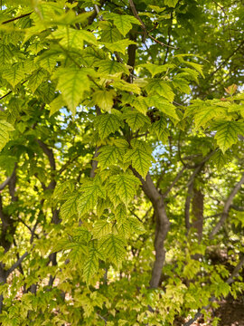 Maple tree leaves showing signs of interveinal chlorosis