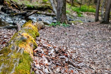 Moss on fallen tree © Carrie