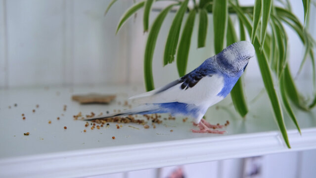 Very Cute Budgie is Happily Enjoying Its Meal Nestled at Home. Budgerigar feeds from a pink bowl. Blue White Parakeet Playing toys. Funny domestic animals. Humorous pets. Tamed bird. Funny Pet Parrot.