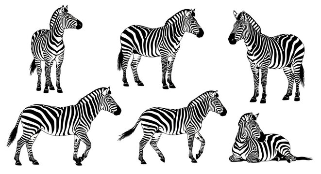 Zebra Silhouette Collection in Various Poses ? Wildlife Graphic Set